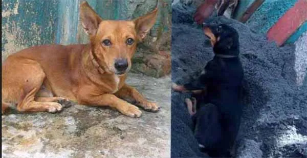  Row who survived by breeding dogs